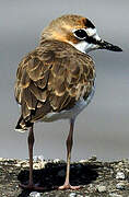 Collared Plover
