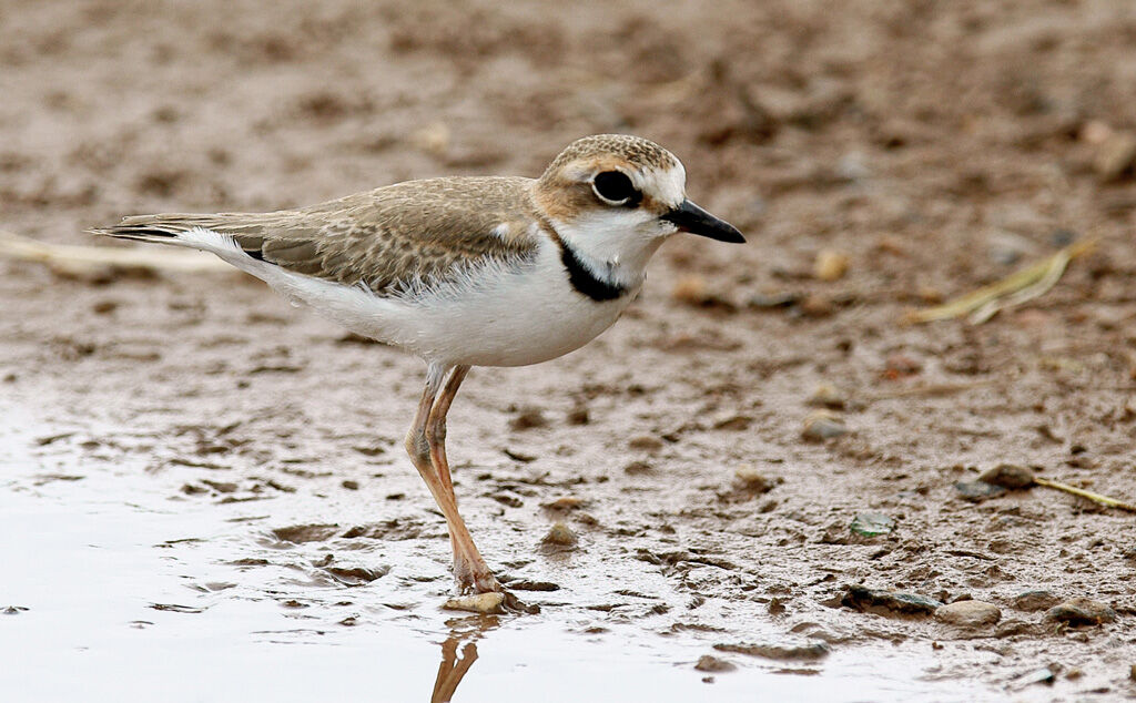 Collared Plover