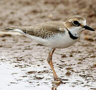 Collared Plover