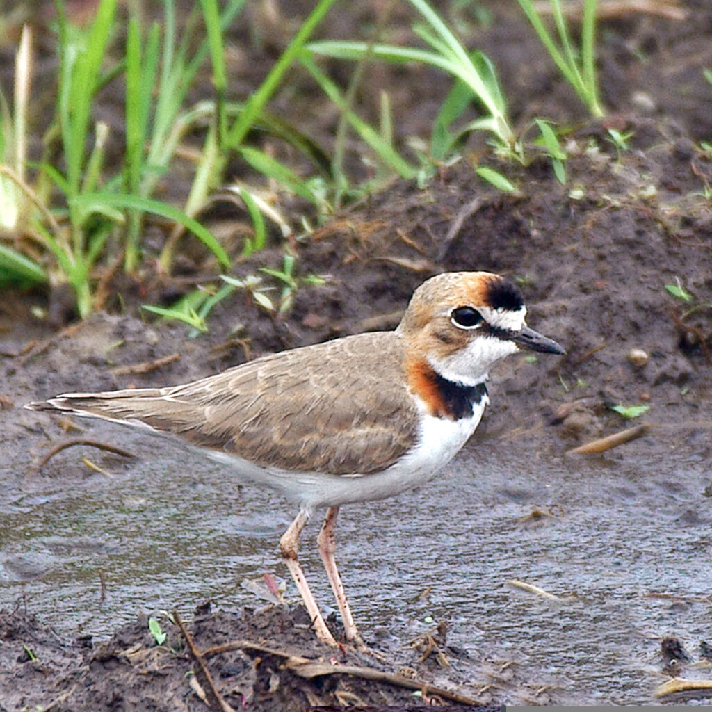 Collared Plover