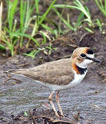 Collared Plover