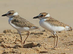 Wilson's Plover