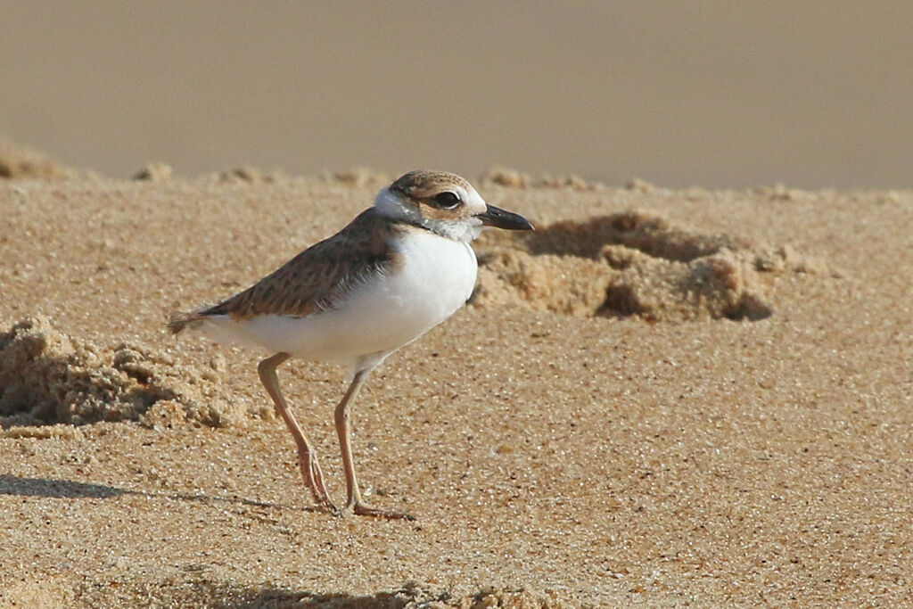 Wilson's Ploverjuvenile