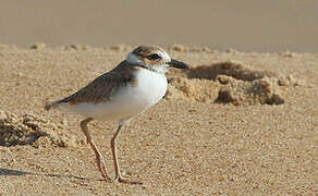 Wilson's Plover