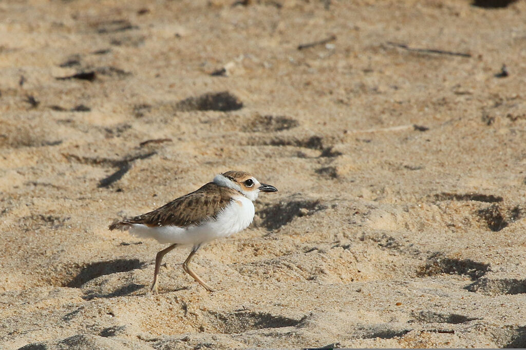 Wilson's Plover