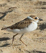 Wilson's Plover