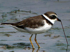 Semipalmated Plover