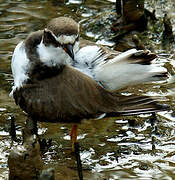 Semipalmated Plover