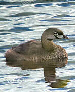 Pied-billed Grebe