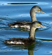 Least Grebe