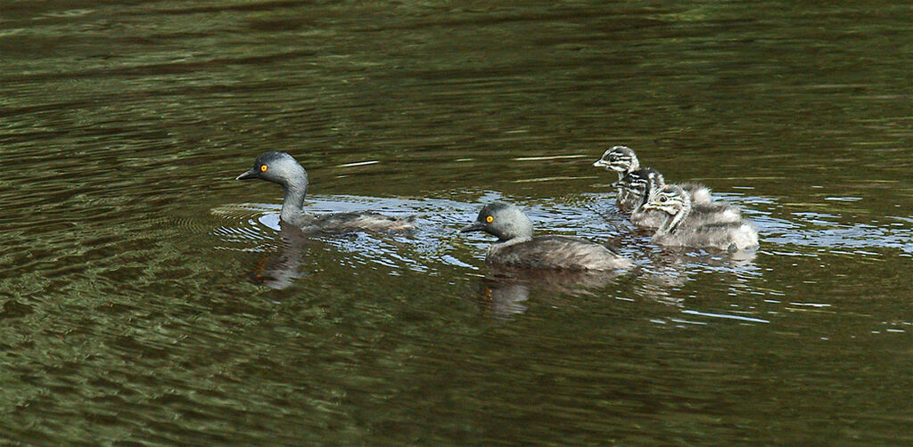 Least Grebe