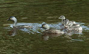 Least Grebe