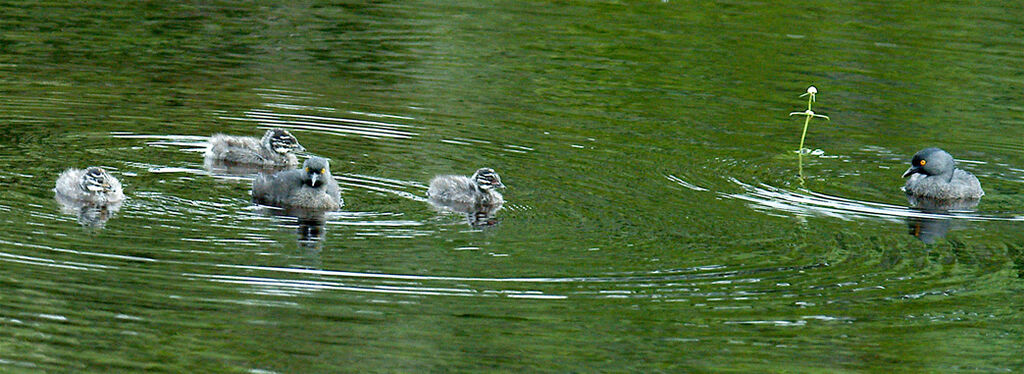 Least Grebe