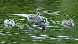 Least Grebe