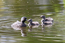 Least Grebe