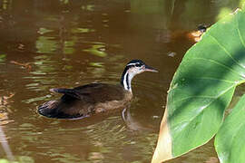 Sungrebe