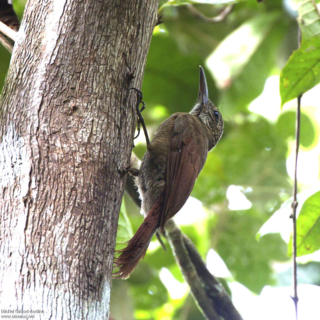 Amazonian Barred Woodcreeperadult