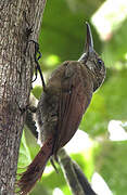 Amazonian Barred Woodcreeper