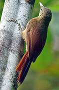 Amazonian Barred Woodcreeper