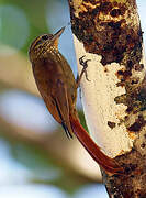 Wedge-billed Woodcreeper