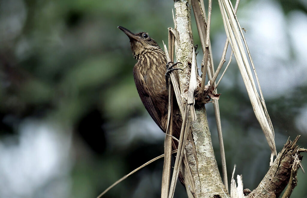 Buff-throated Woodcreeper