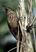 Buff-throated Woodcreeper