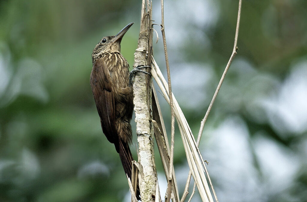 Buff-throated Woodcreeper