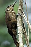 Buff-throated Woodcreeper