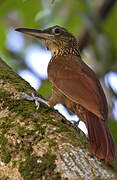 Buff-throated Woodcreeper