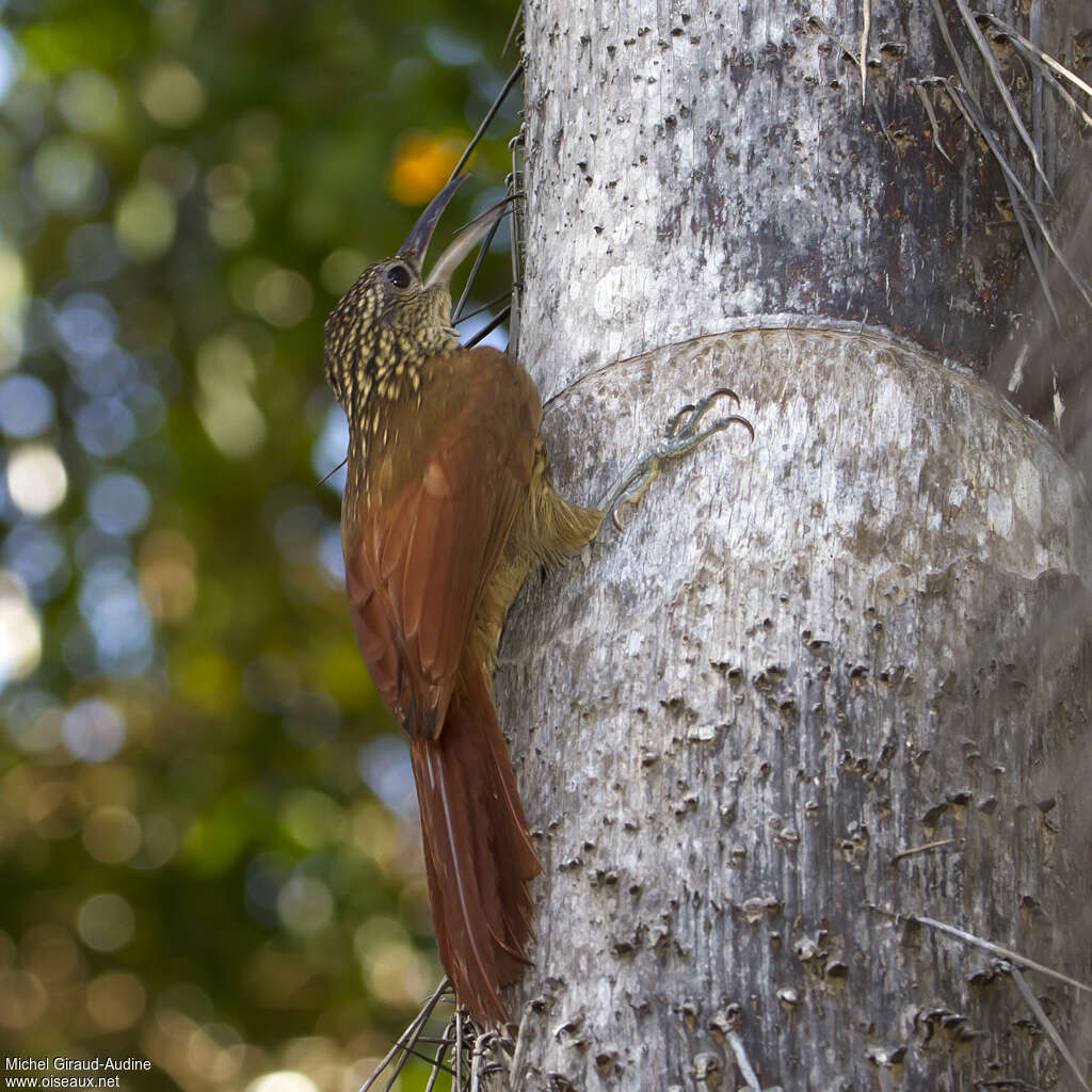 Buff-throated Woodcreeperadult, habitat, pigmentation, eats