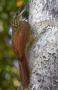 Buff-throated Woodcreeper