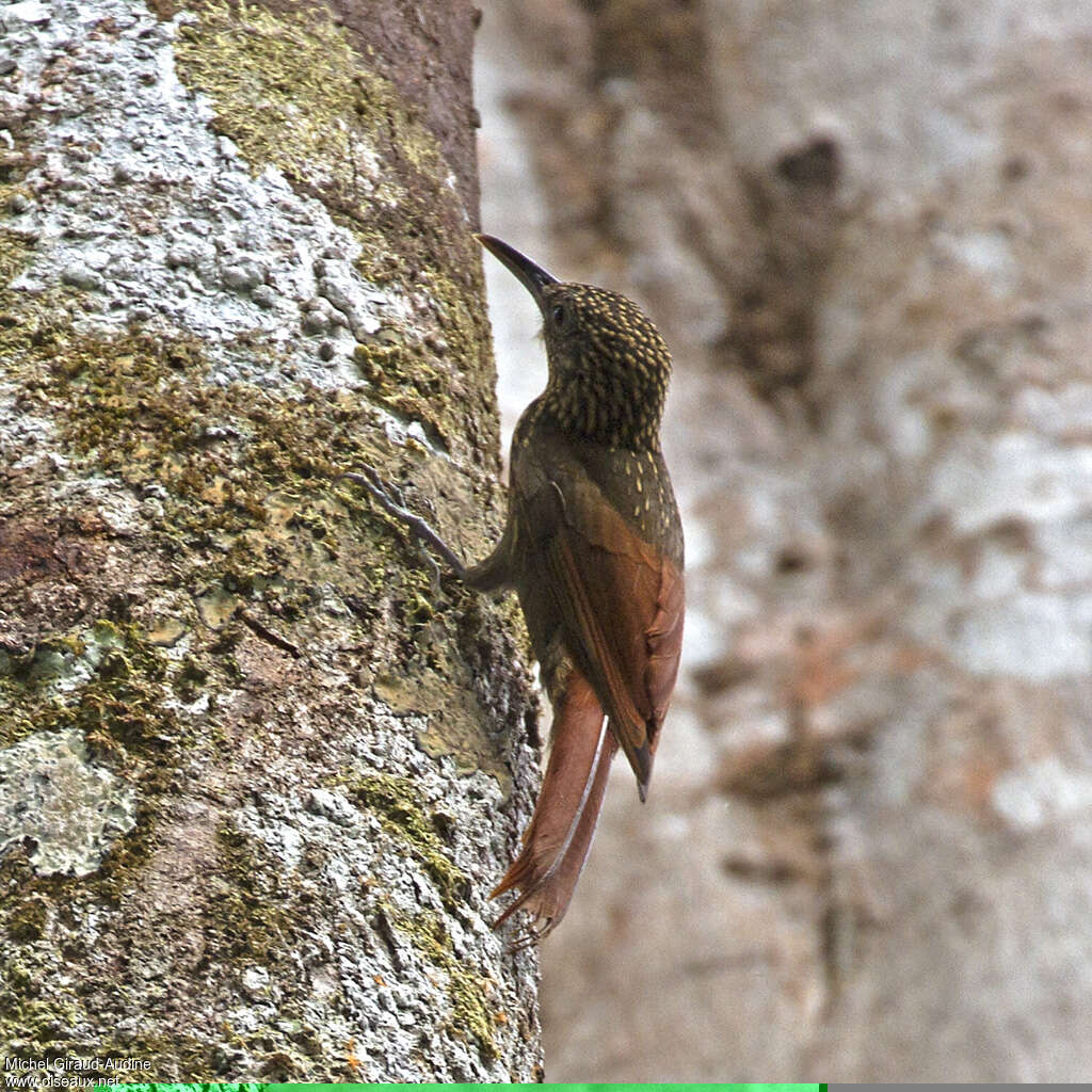 Chestnut-rumped Woodcreeperadult, identification