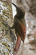 Chestnut-rumped Woodcreeper