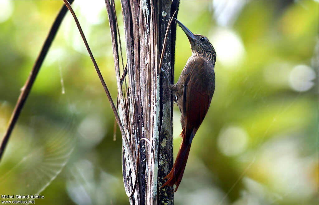 Chestnut-rumped Woodcreeperadult, identification