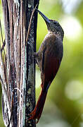 Chestnut-rumped Woodcreeper