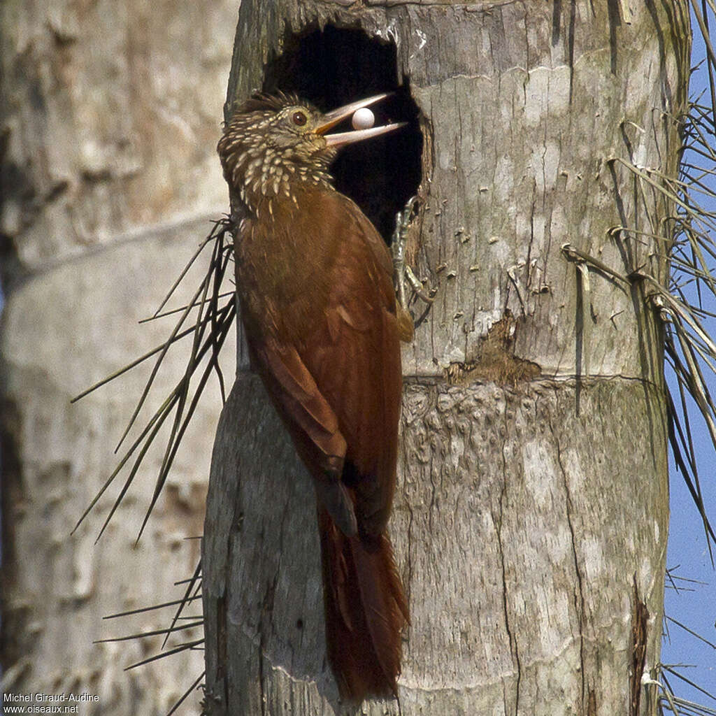 Straight-billed Woodcreeperadult, feeding habits