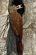 Straight-billed Woodcreeper