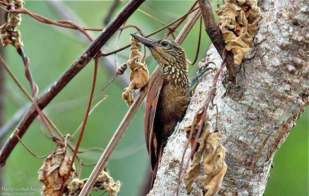 Straight-billed Woodcreeperimmature, habitat, pigmentation