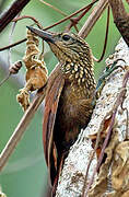 Straight-billed Woodcreeper