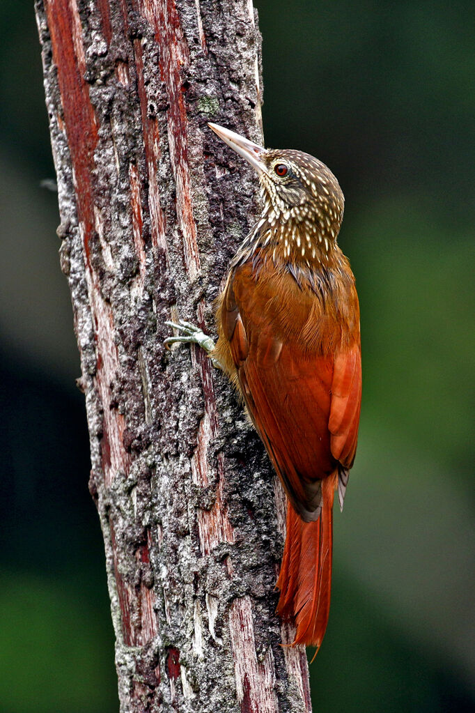 Straight-billed Woodcreeper