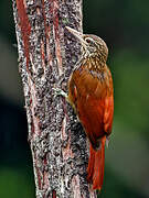 Straight-billed Woodcreeper