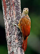 Straight-billed Woodcreeper