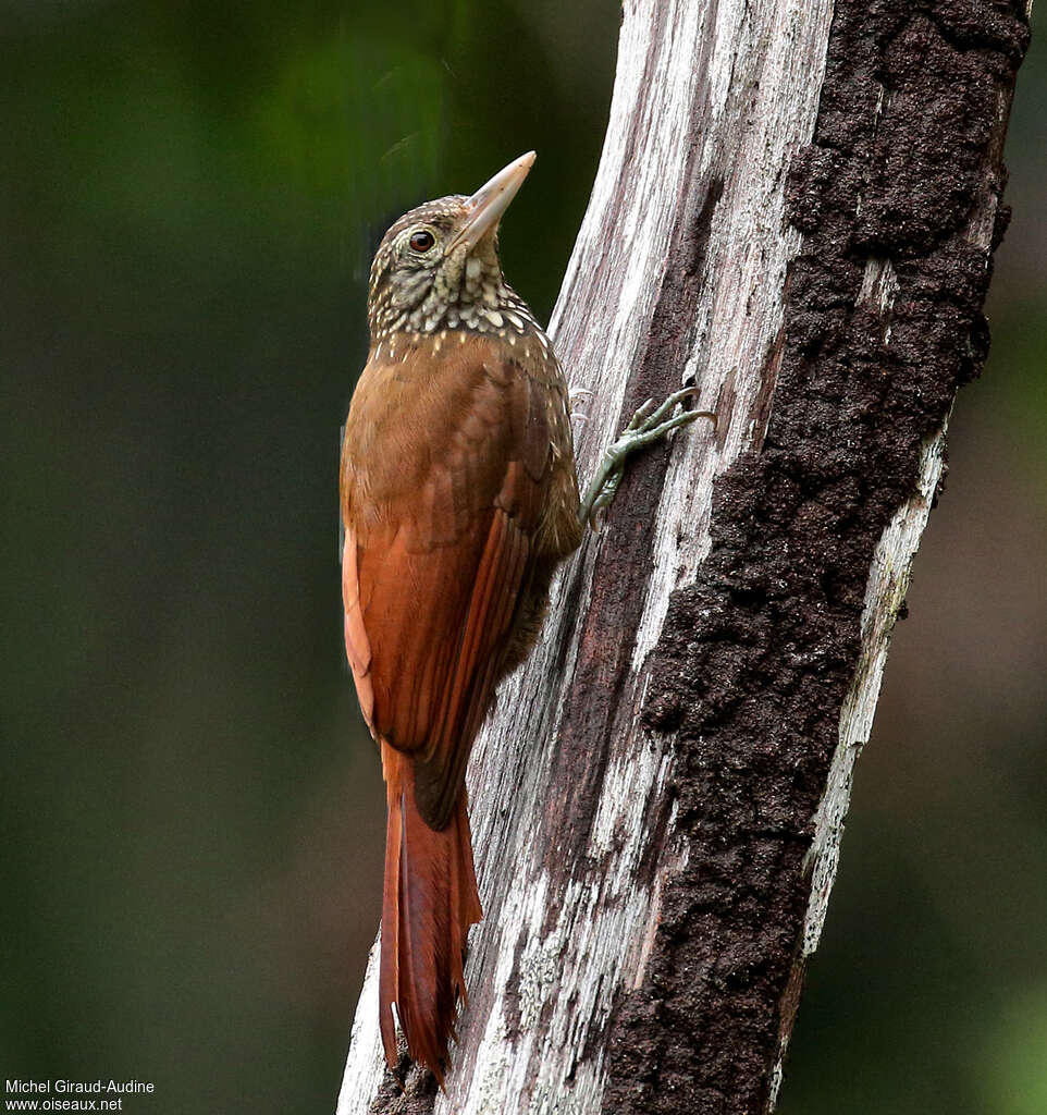 Straight-billed Woodcreeper, habitat, pigmentation