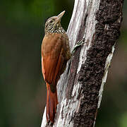 Straight-billed Woodcreeper