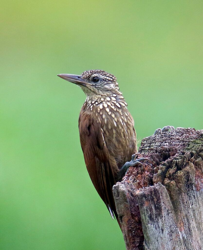 Straight-billed Woodcreeper