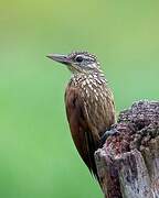 Straight-billed Woodcreeper