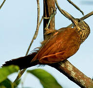 Straight-billed Woodcreeper