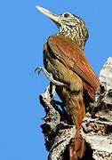 Straight-billed Woodcreeper