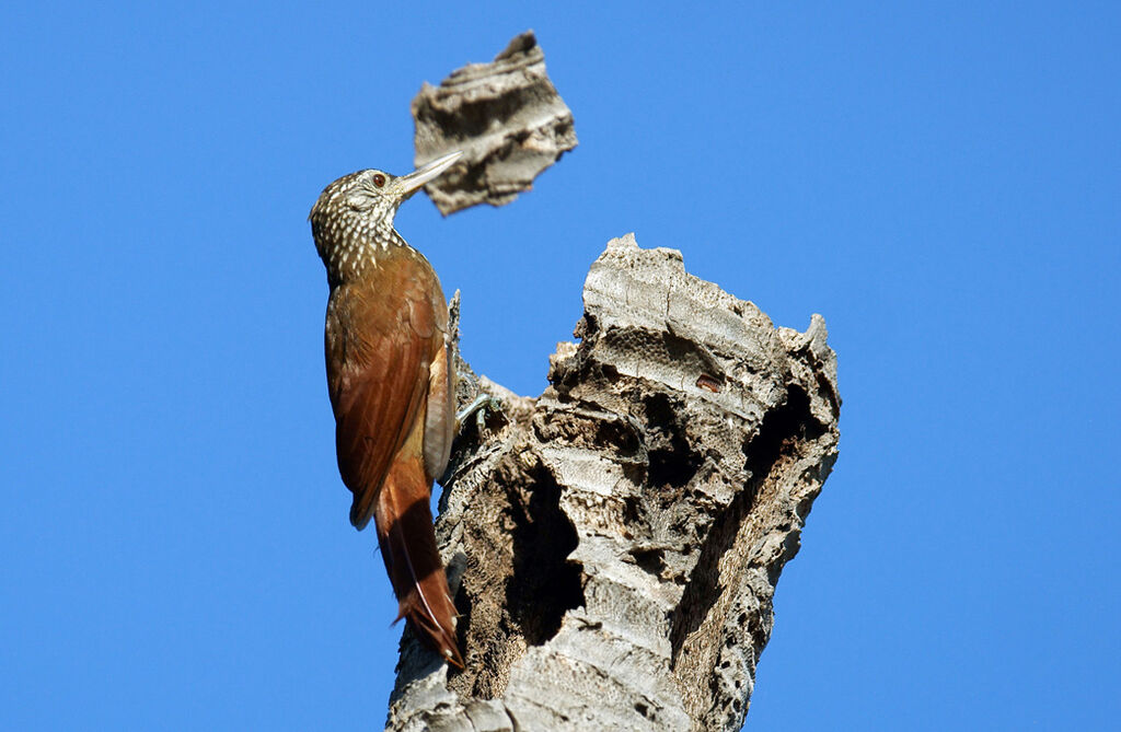 Straight-billed Woodcreeper