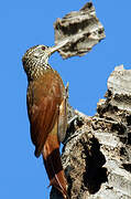 Straight-billed Woodcreeper